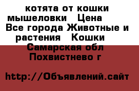 котята от кошки мышеловки › Цена ­ 10 - Все города Животные и растения » Кошки   . Самарская обл.,Похвистнево г.